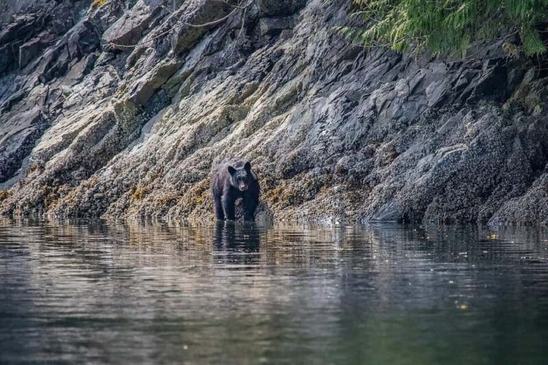 Comox: 4 Hour Whale and Wildlife Watching Tour - FAQ