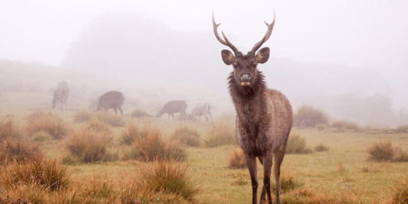 Comprehensive Excursion: Horton Plains and Pedro Tea Factory - Key Points