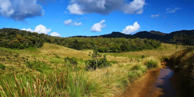 Comprehensive Excursion: Horton Plains and Pedro Tea Factory - Final Thoughts: Is This Tour Right for You?