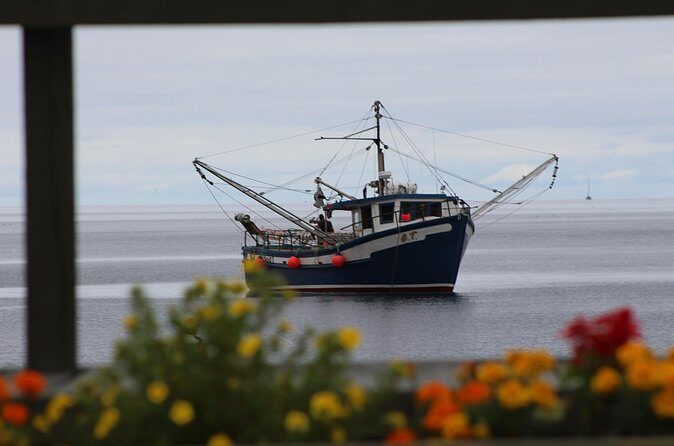Conception Bay Tour Experience - Practical Details and What They Mean for Travelers