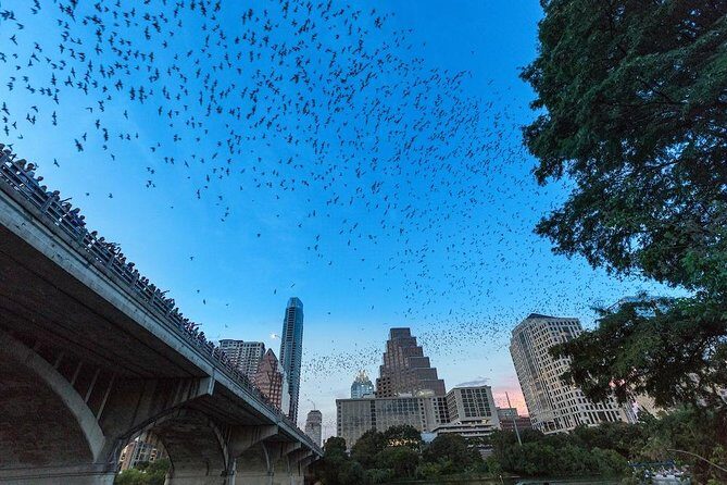 Congress Avenue Bat Bridge Kayak Tour in Austin - An In-Depth Look at the Tour