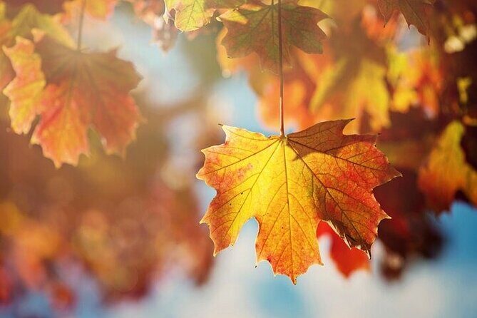 Connecticut Maple Foliage 1 Day Tour From New York - An In-Depth Look at the Connecticut Maple Foliage Tour
