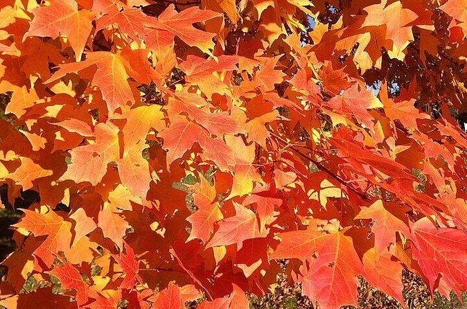 Connecticut Maple Foliage 1 Day Tour From New York - The Sum Up