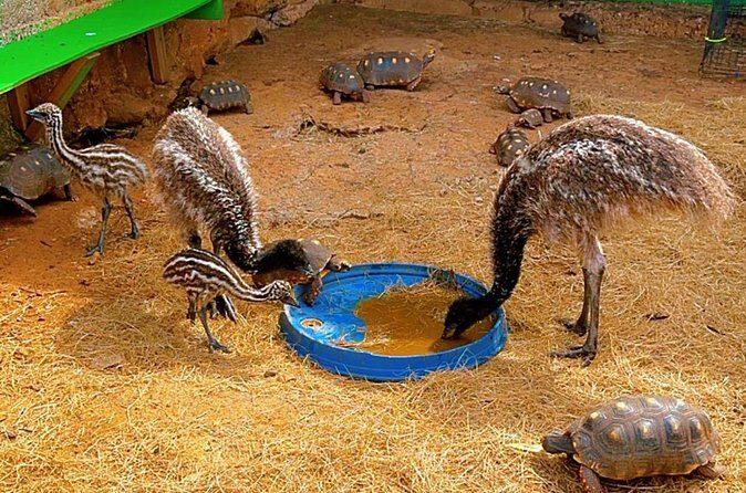 Connors Farms Petting Zoo - FAQs