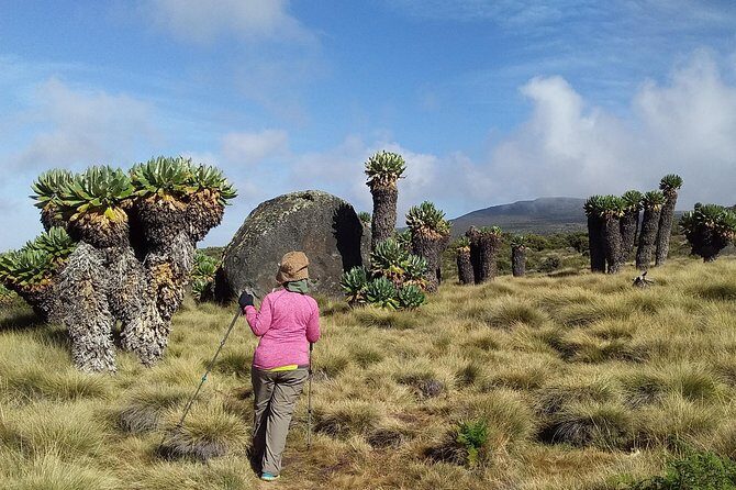 Conquer Kilimanjaro: 5-Day Marangu Route Adventure - The Sum Up