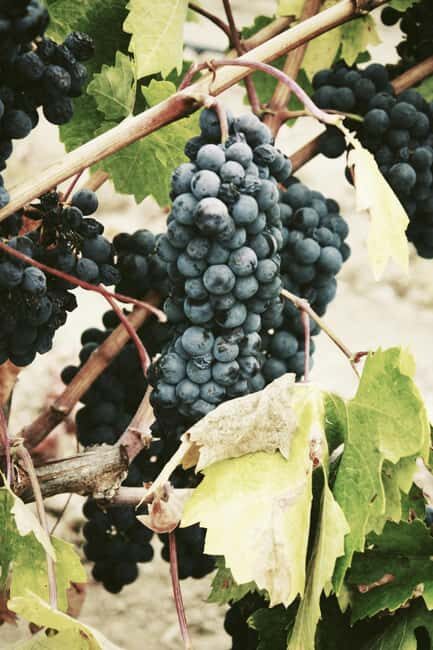 Constantia: A Vintner's Legacy Experience - A Detailed Look at the Constantia Vintner’s Legacy Tour