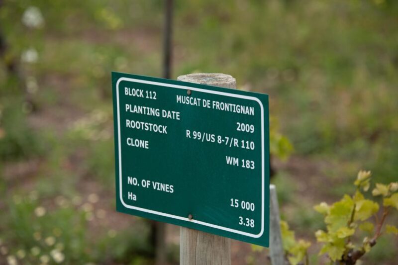 Constantia: Wine Walk with Lunch and Enchanting Stories - Guides and Atmosphere