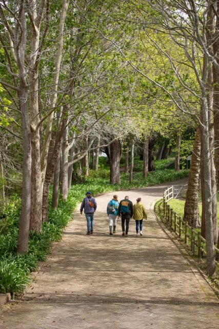 Constantia: Wine Walk with Lunch and Enchanting Stories - Practical Details