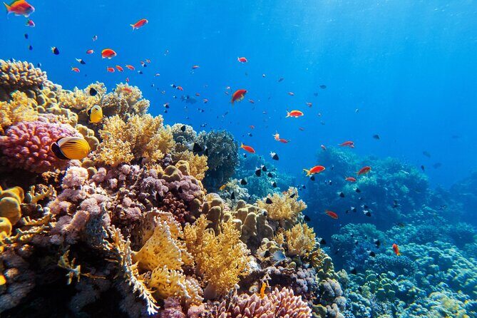 Contoy Adventure! Ixlache Reef Snorkel from Playa del Carmen - Diving into the Details: What to Expect on the Tour