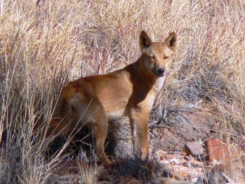 Coober Pedy: 7-Day Lake Eyre & Flinders Ranges 4WD Tour - FAQ