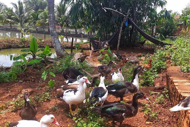 Cooking, Farming and Waterfall In Vietnam Countryside - Who is This Tour Best For?
