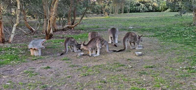 Coonawarra: Caves, Cabernet, & Kangaroos Day Tour & Lunch - An In-Depth Look at the Tour