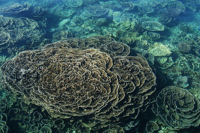 Coral Bay 1-Hour Coral Viewing - Practical Tips for Your Tour