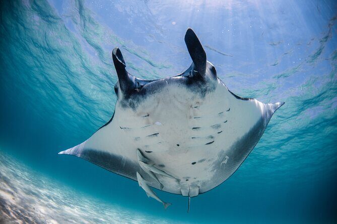 Coral Bay 1-Hour Coral Viewing - Who Will Love This Tour?