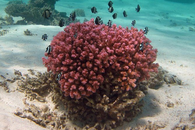 Coral Bay 1-Hour Coral Viewing - The Sum Up