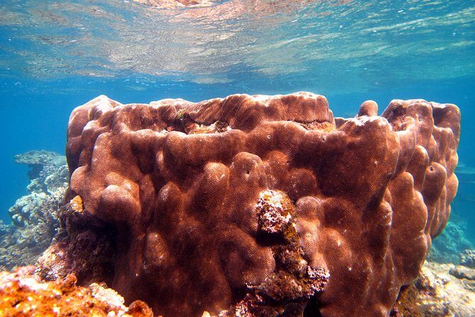 Coral Bay 1-Hour Coral Viewing - FAQs