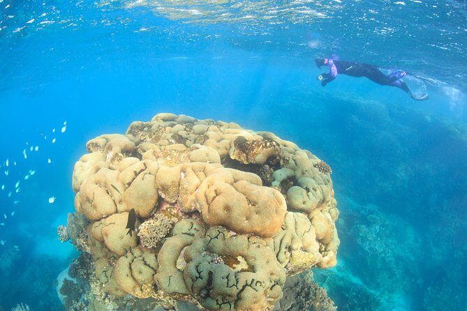 Coral Bay 2-Hour Coral Viewing and Snorkeling - Key Points