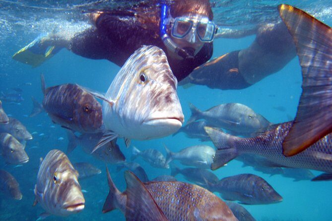 Coral Bay 2-Hour Coral Viewing and Snorkeling - What Makes This Tour Stand Out?