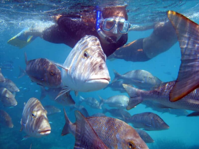 Coral Bay: 2-Hour Coral Viewing and Snorkeling - An Intro to the Tour Experience