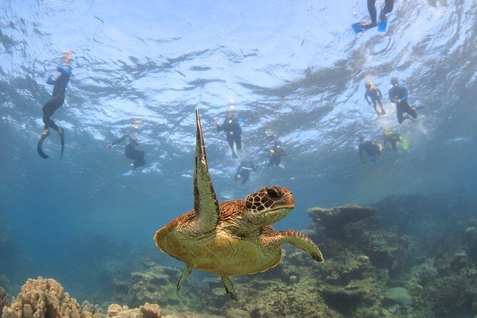 Coral Bay 3-Hour Turtle Ecotour - Group Size and Logistics