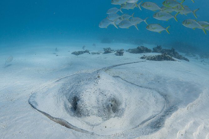 Coral Bay 3-Hour Turtle Ecotour - Considerations