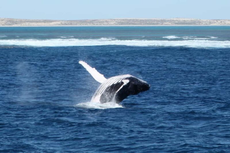 Coral Bay: 3-Hour Whale Watching Experience - Key Points