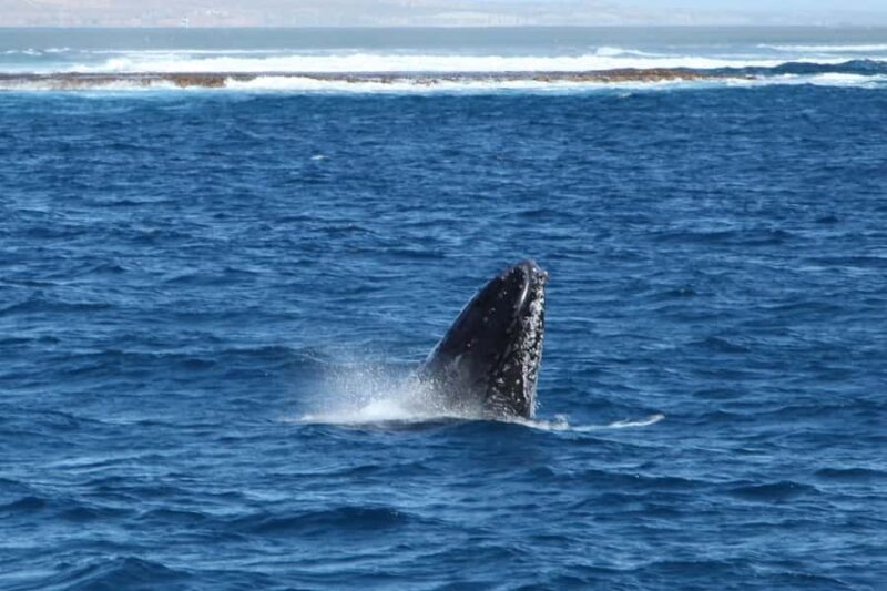 Coral Bay: 3-Hour Whale Watching Experience - The Experience: What to Expect on Your Coral Bay Whale Watching Tour