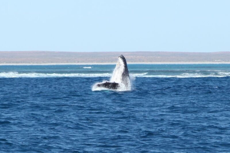 Coral Bay: 3-Hour Whale Watching Experience - The Sum Up