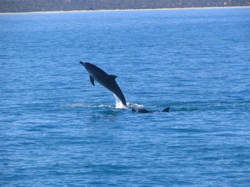 Coral Bay: 3-Hour Whale Watching Experience - FAQ