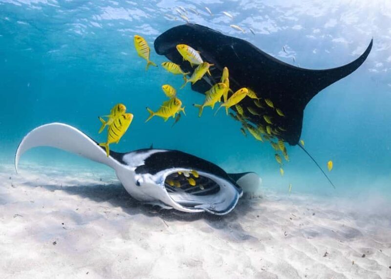 Coral Bay: Full Day Ningaloo Reef with Manta Rays Tour - An Introduction to the Ningaloo Reef Tour Experience