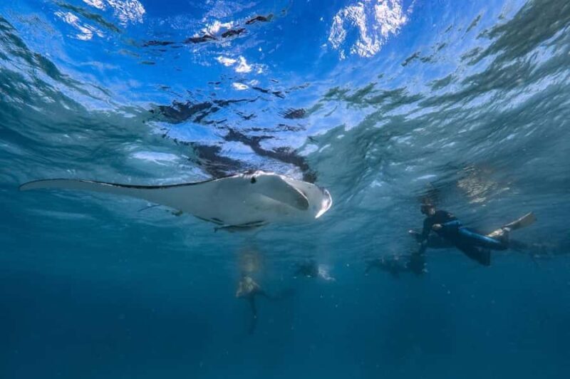 Coral Bay: Full Day Ningaloo Reef with Manta Rays Tour - The Itinerary and What You Can Expect