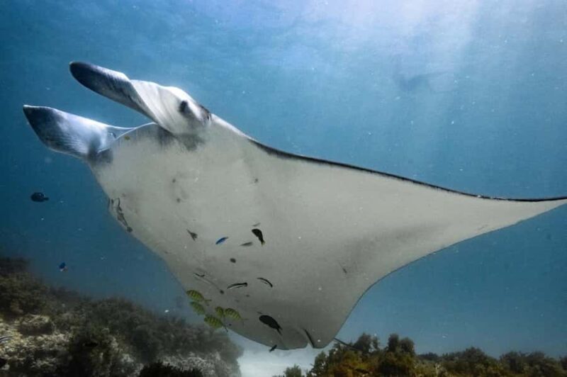 Coral Bay: Full Day Ningaloo Reef with Manta Rays Tour - What the Reviews Reveal About the Tour