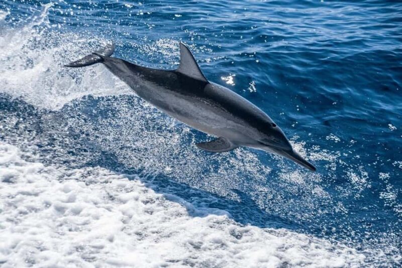 Coral Bay: Full Day Ningaloo Reef with Manta Rays Tour - Who Will Appreciate This Tour Most?