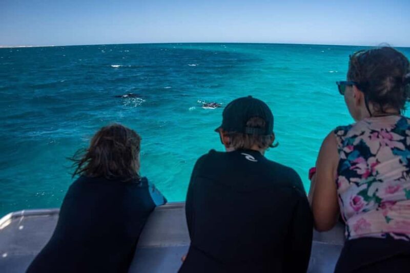 Coral Bay: Full Day Ningaloo Reef with Manta Rays Tour - The Sum Up