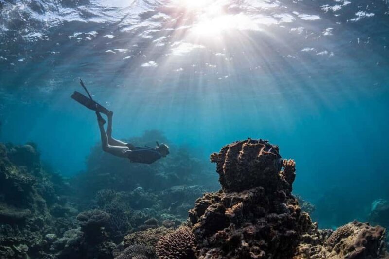 Coral Bay: Half Day Ningaloo Reef Adventure with Manta Rays - An In-Depth Look at the Tour