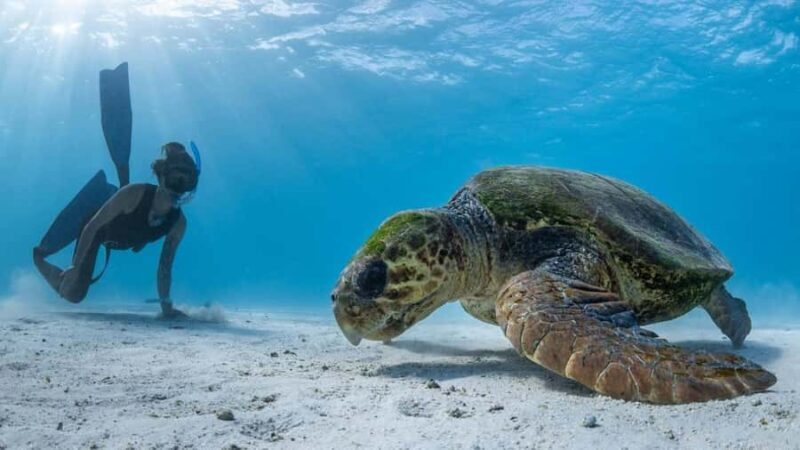 Coral Bay: Half Day Ningaloo Reef Adventure with Manta Rays - FAQ