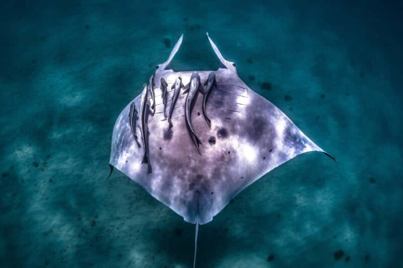 Coral Bay: Marine Eco Safari - Swim With Manta Rays - The Experience in Detail