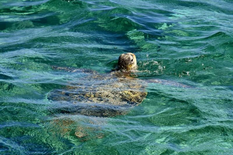Coral Bay: Ningaloo Reef 3-Hour Turtle Ecotour - An Honest Look at the Coral Bay Turtle Ecotour