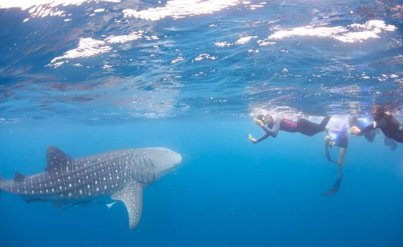 Coral Bay: Ningaloo Reef Swim and Snorkel with Whale Sharks - An In-Depth Look at the Tour Experience