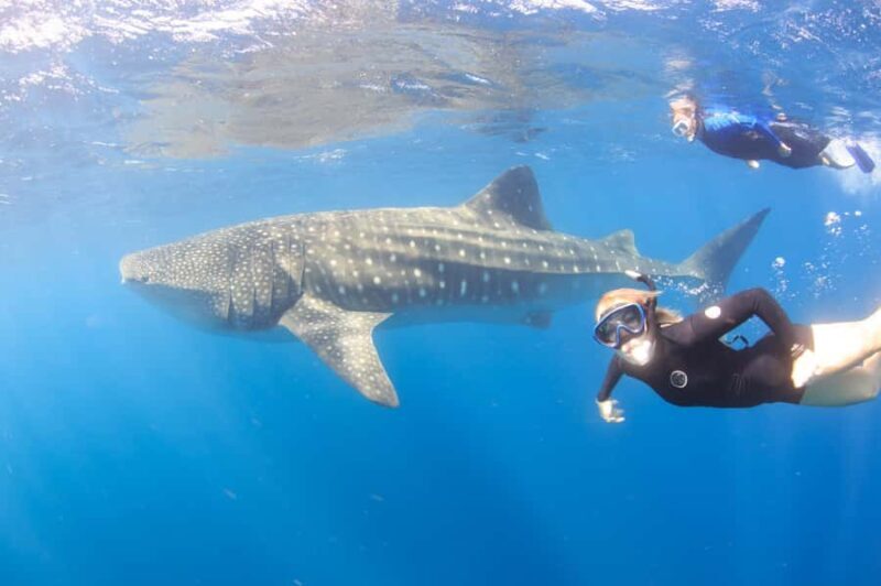 Coral Bay: Ningaloo Reef Swim and Snorkel with Whale Sharks - The Verdict
