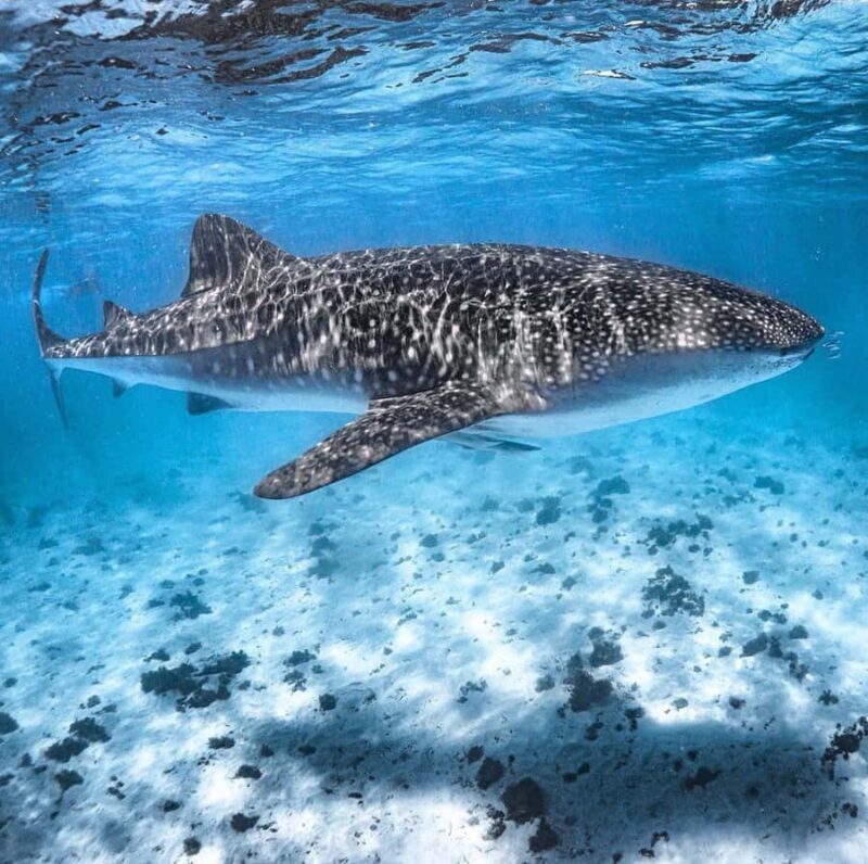 Coral Bay: Ningaloo Reef Swim and Snorkel with Whale Sharks - FAQ