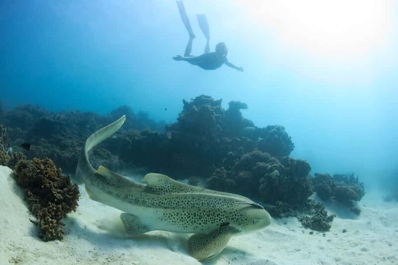 Coral Bay: Ningaloo Reef Swim and Snorkel with Whale Sharks - Final Thoughts