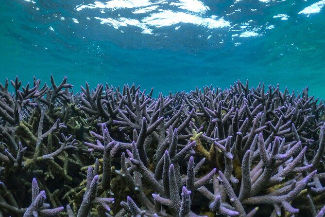 Coral By Kayak - Ningaloo Reef Half Day Kayak & Snorkel Tour - Discovering Ningaloo Reef: A Balanced Adventure