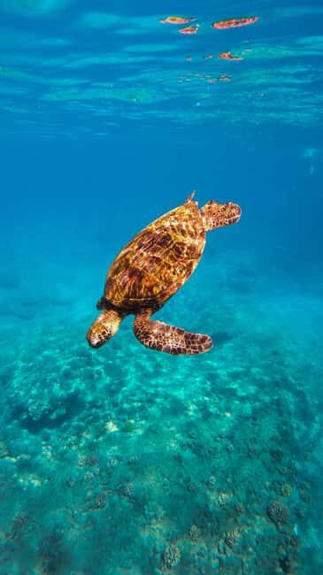 Coral Gardens Coastal Snorkel & Sail - Practical Tips for Your Trip