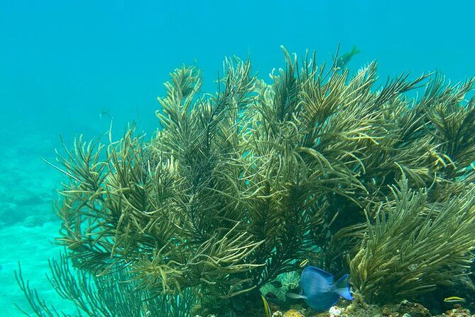 Coral Reef and Sea Turtle Snorkeling Experience - What to Expect from Your Snorkeling Adventure in Culebra