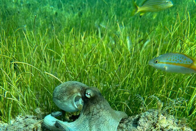 Coral Reef and Sea Turtle Snorkeling Experience - Frequently Asked Questions