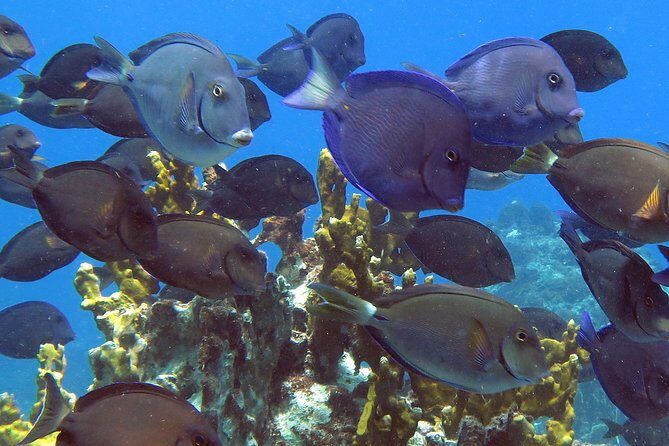Coral Reef and Turtle Discovery Kayak and Snorkel Tour - The Authentic Experience: What Sets It Apart