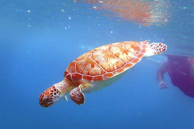 Coral Reef and Turtle Discovery Kayak and Snorkel Tour - Frequently Asked Questions