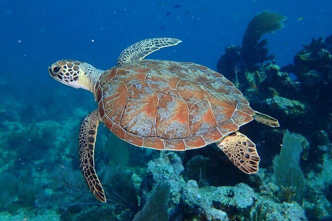 Coral Reef Half Day Snorkel Trip - An In-Depth Look at the Snorkel Experience