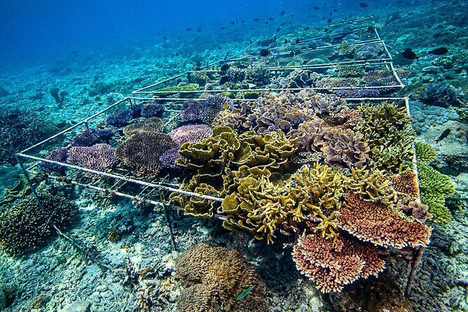 Coral Restoration Snorkeling Tour On Nusa Penida with NGO - A Hands-On Coral Restoration Snorkeling Tour on Nusa Penida: An Authentic Dive into Conservation